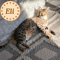 Thumbnail photo of Eli #1