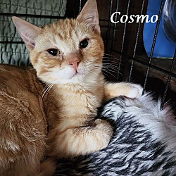 Thumbnail photo of COSMO (adopt w/ Cleo) #4