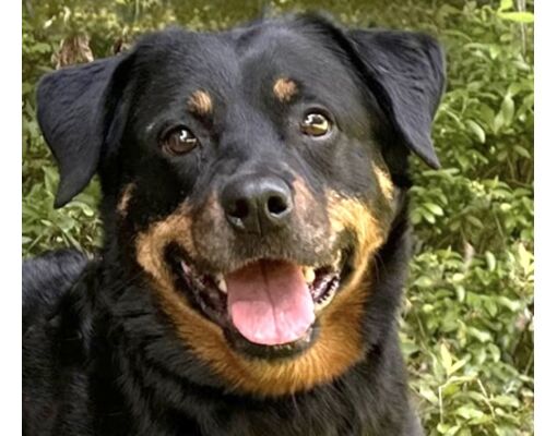 Voorhees, NJ - Rottweiler/Mixed Breed (Medium). Meet Cece a Pet for ...