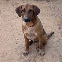adopt-pet