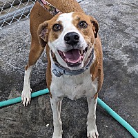 adopt a pet