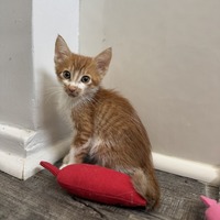 adopt a pet