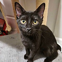 adopt-pet