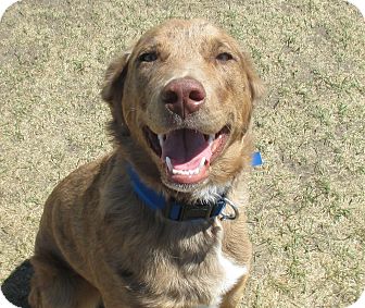 chesapeake bay retriever german shepherd mix