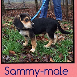 Thumbnail photo of Sammy (Pom) #1