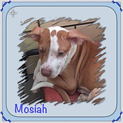 Thumbnail photo of Mosiah #3