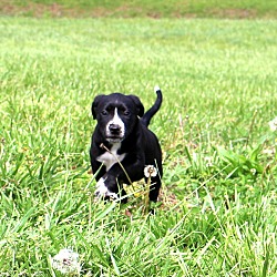 Thumbnail photo of Baby Daisy~adopted! #4