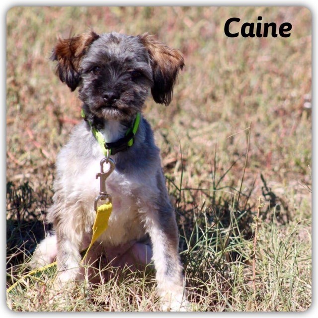 Deforest Wi Shih Tzu Meet Caine A Pet For Adoption