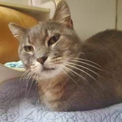 Humane Society Of Manatee County In Bradenton Florida