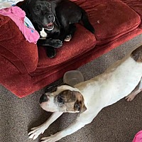 download stray paws rescue