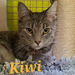 Photo of Kiwi (ADOPTED!)