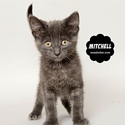 Photo of MITCHELL