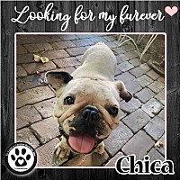 Photo of Chica 082022