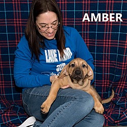 Photo of Amber