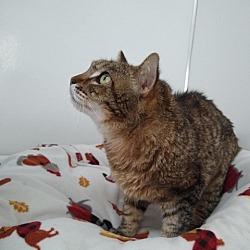 Thumbnail photo of Tsu #2