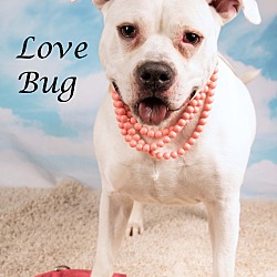 Photo of Love Bug