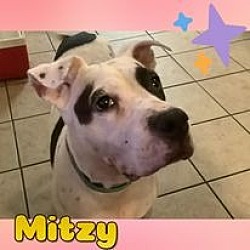 Thumbnail photo of Mitzy #2
