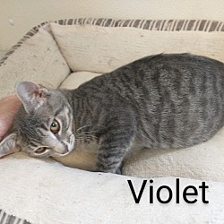 Thumbnail photo of Violet #3