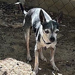 bonded pet photo