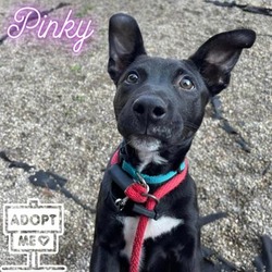 Thumbnail photo of Pinky #1