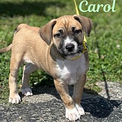 Thumbnail photo of Carol #4