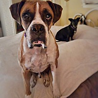adopt a pet