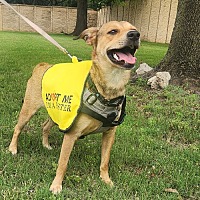 adopt a pet