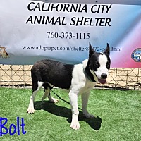 adopt a pet