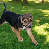 adopt-pet