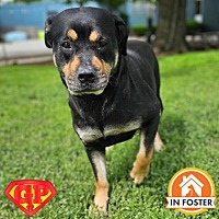 adopt a pet