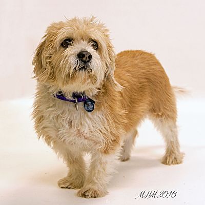 pbgv adoption