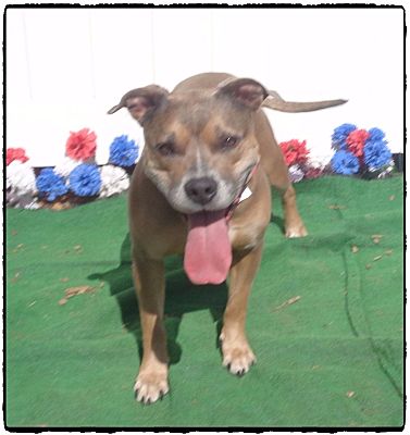 Marietta, GA - Pit Bull Terrier. Meet MARIA (R) a Pet for Adoption ...