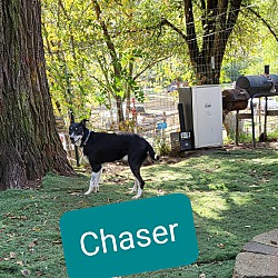Photo of Chaser