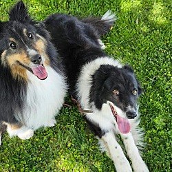 bonded pet photo