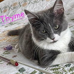 Photo of Thyme - Yorba Linda
