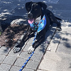 Photo of Bo Bo