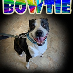 Photo of Bowtie