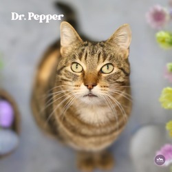 Photo of Dr. Pepper