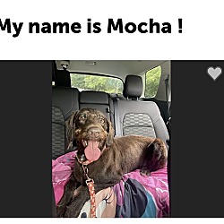Thumbnail photo of Mocha #4