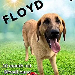 Thumbnail photo of Floyd #1