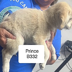 Thumbnail photo of Prince B332 #2