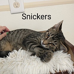 Thumbnail photo of Snickers #1