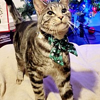 adopt a pet