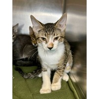 adopt-pet