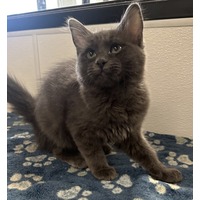 adopt-pet