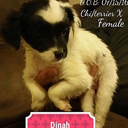 Thumbnail photo of Dinah #2