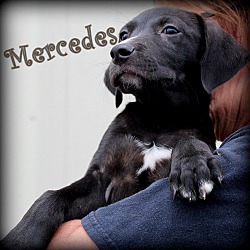 Thumbnail photo of Mercedes ~ adopted #2