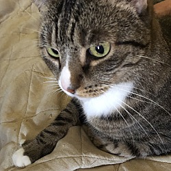 Thumbnail photo of Lulu the Lap Cat #4