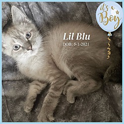 Thumbnail photo of Lil Blu #1