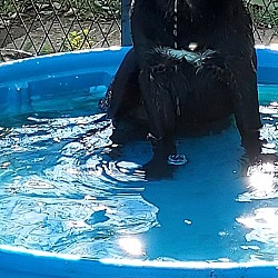 Thumbnail photo of Bear PR Black Lab Puppy #3